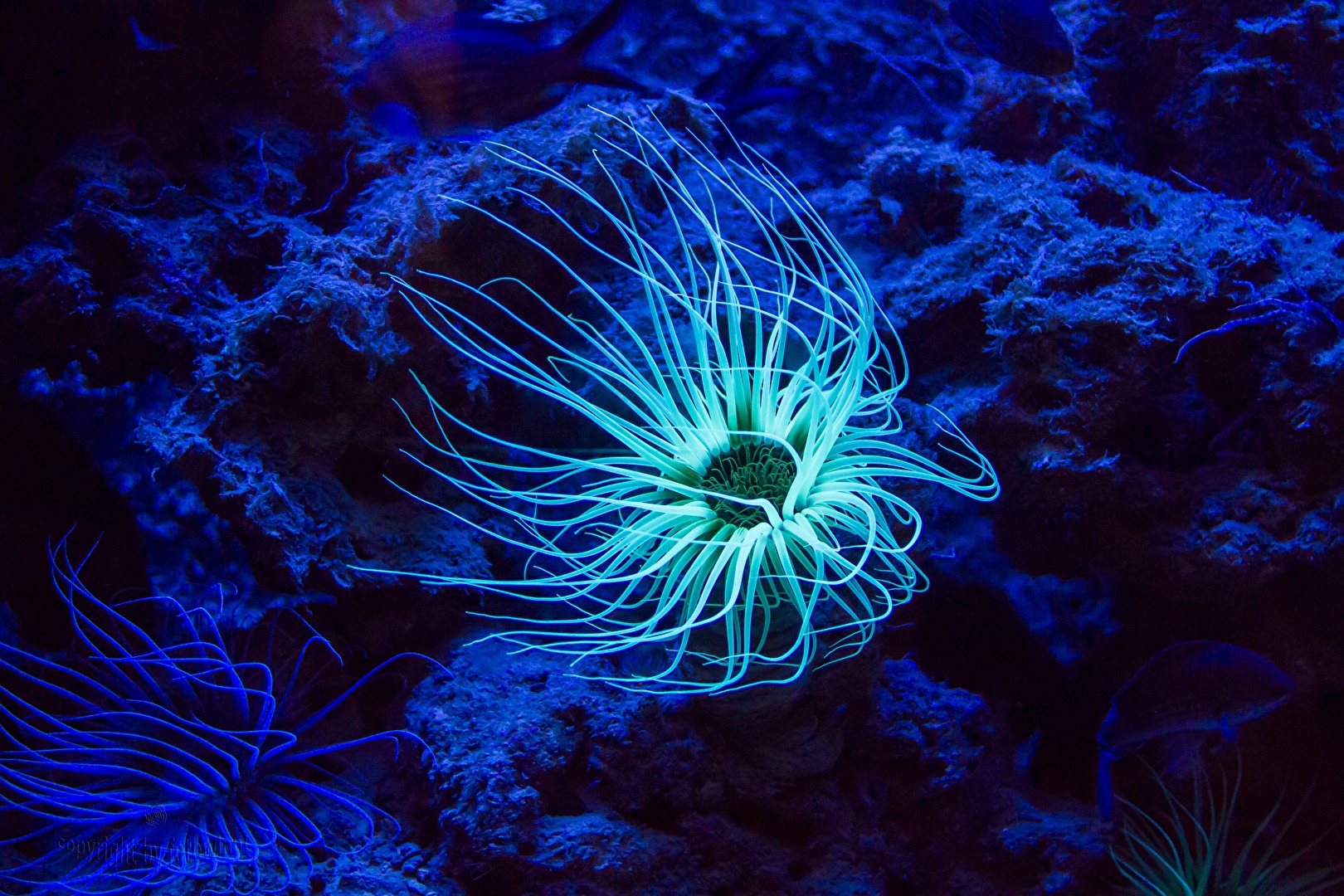 Seeanemone (im Aquarium in Banyuls sur mer)