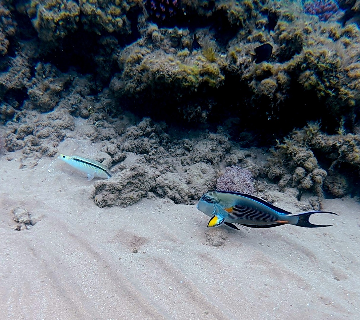 Am  kleinen Riff Rotes Meer.