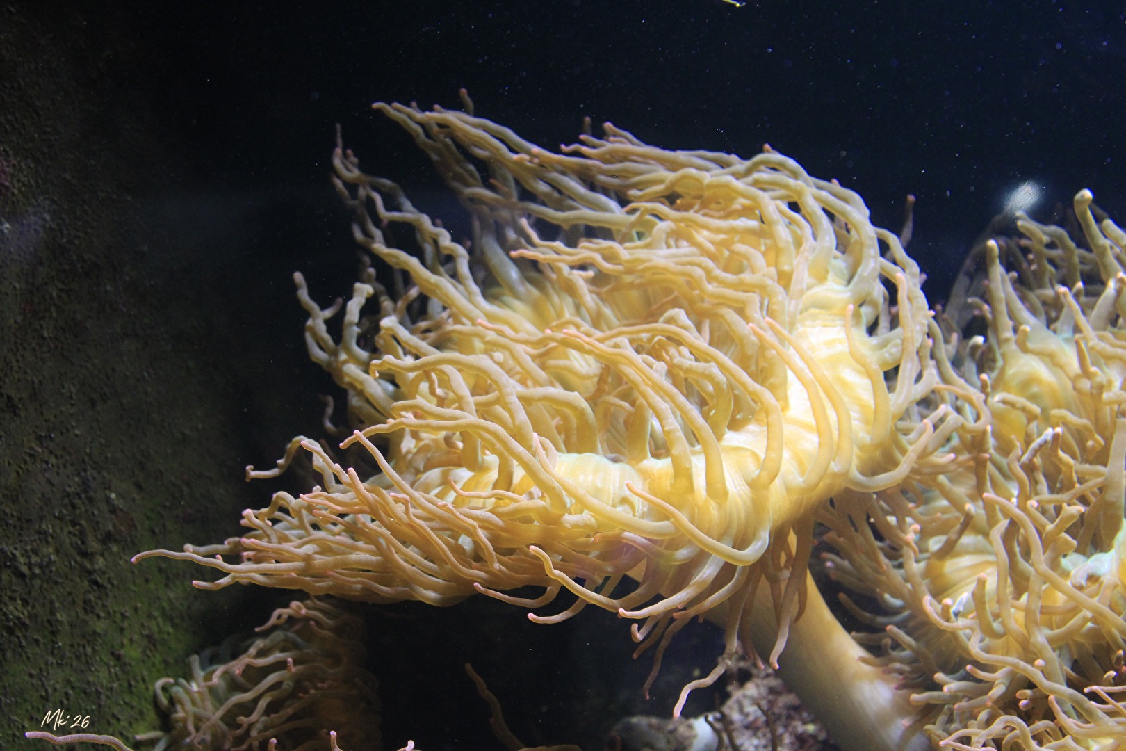 Seeanemone...