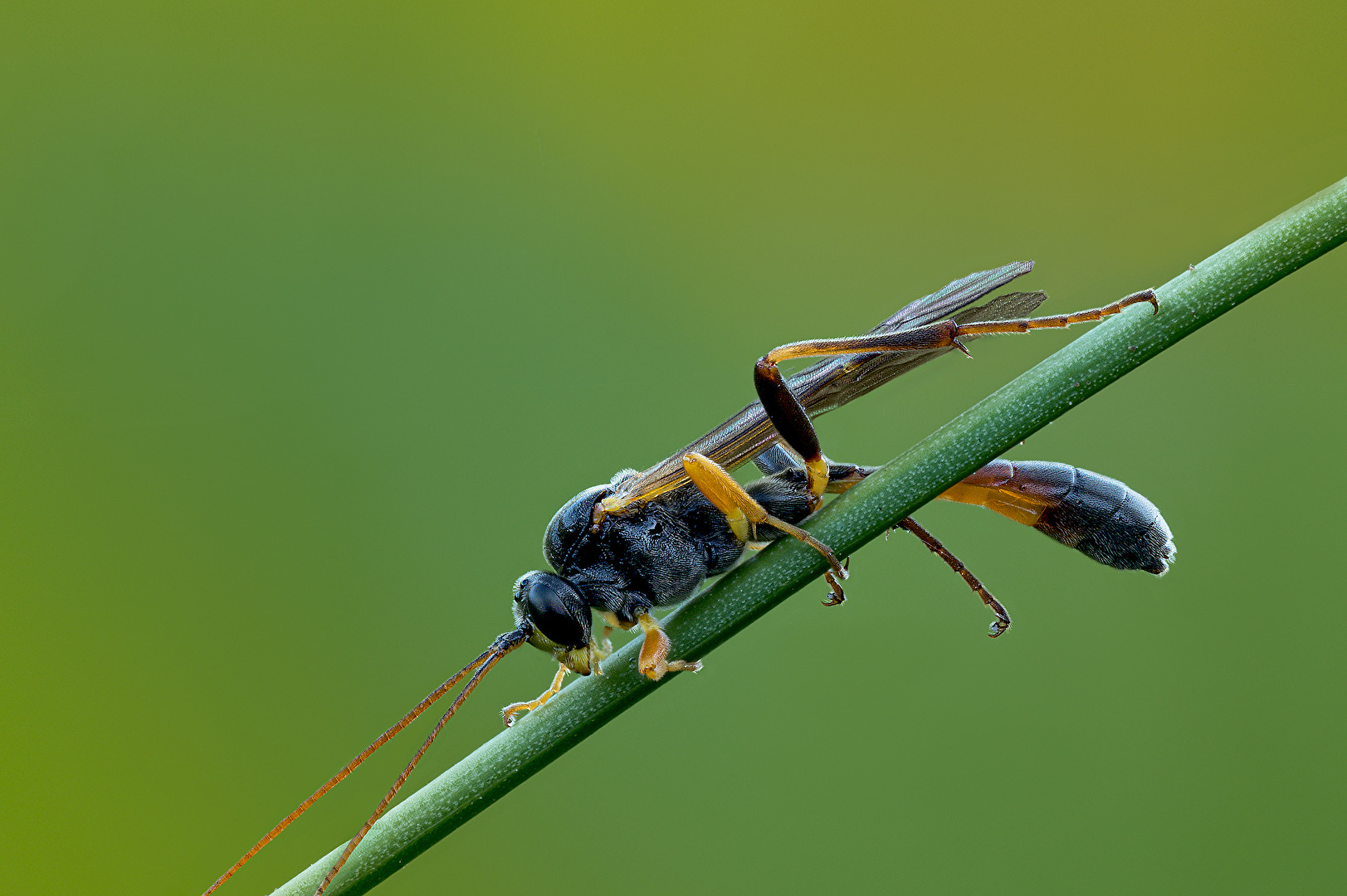Denke Schlupfwespe. Aber keine Ahnung welche�