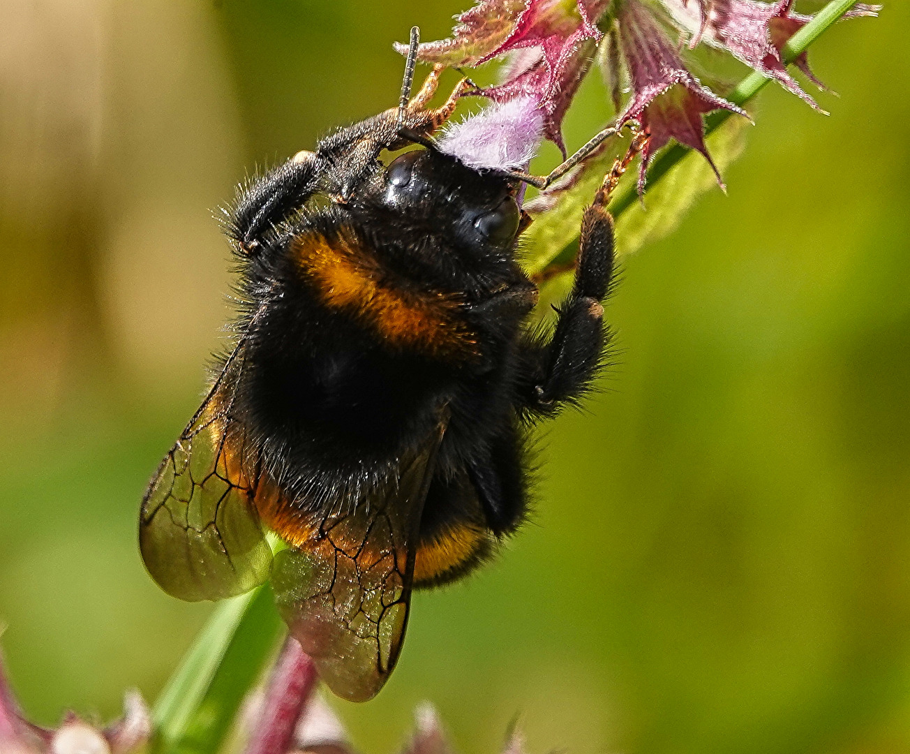 Hummel bei der Arbeit