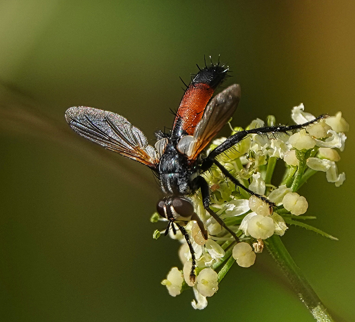 Dreiphasen Sandwespe