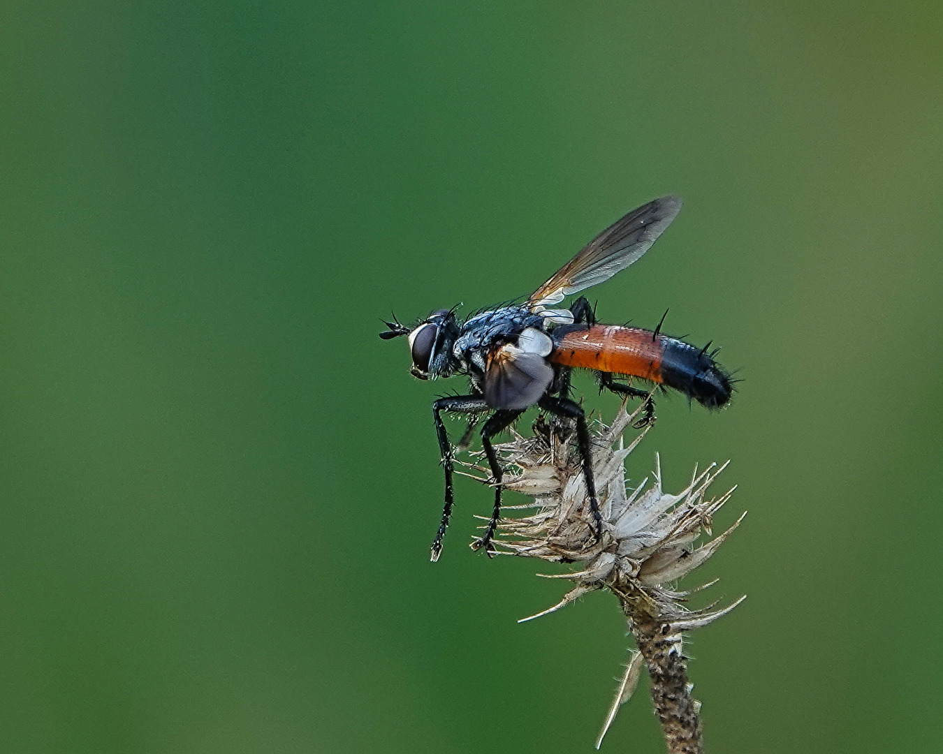 Dreiphasen Sandwespe (Seitenprofil)