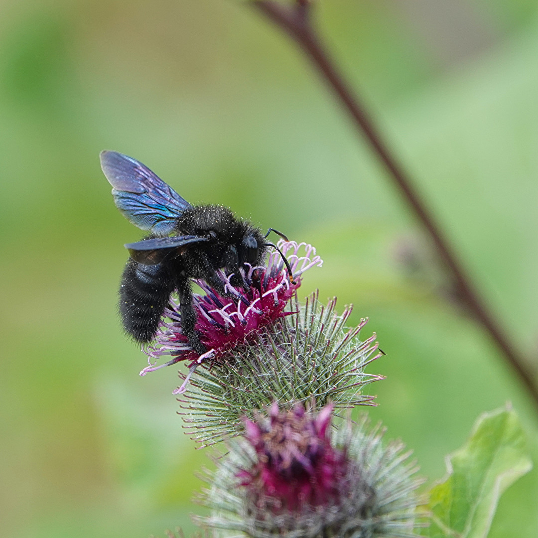 Blaue Holzbiene (Weibchen) 1