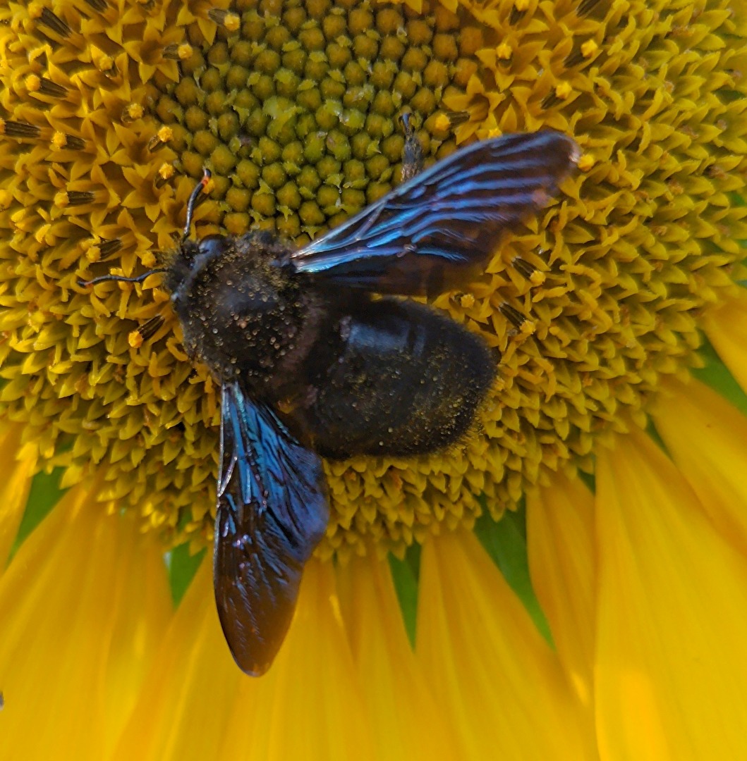 Große blaue Holzbiene