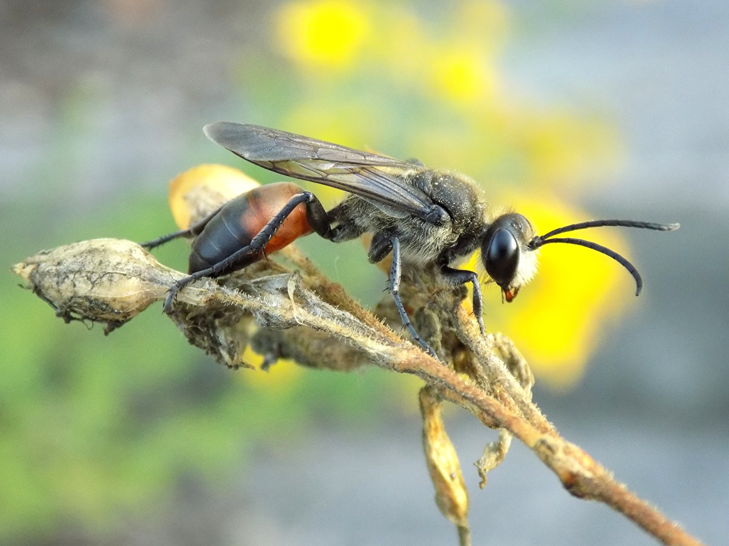 Bienen, Wespen, Hummeln