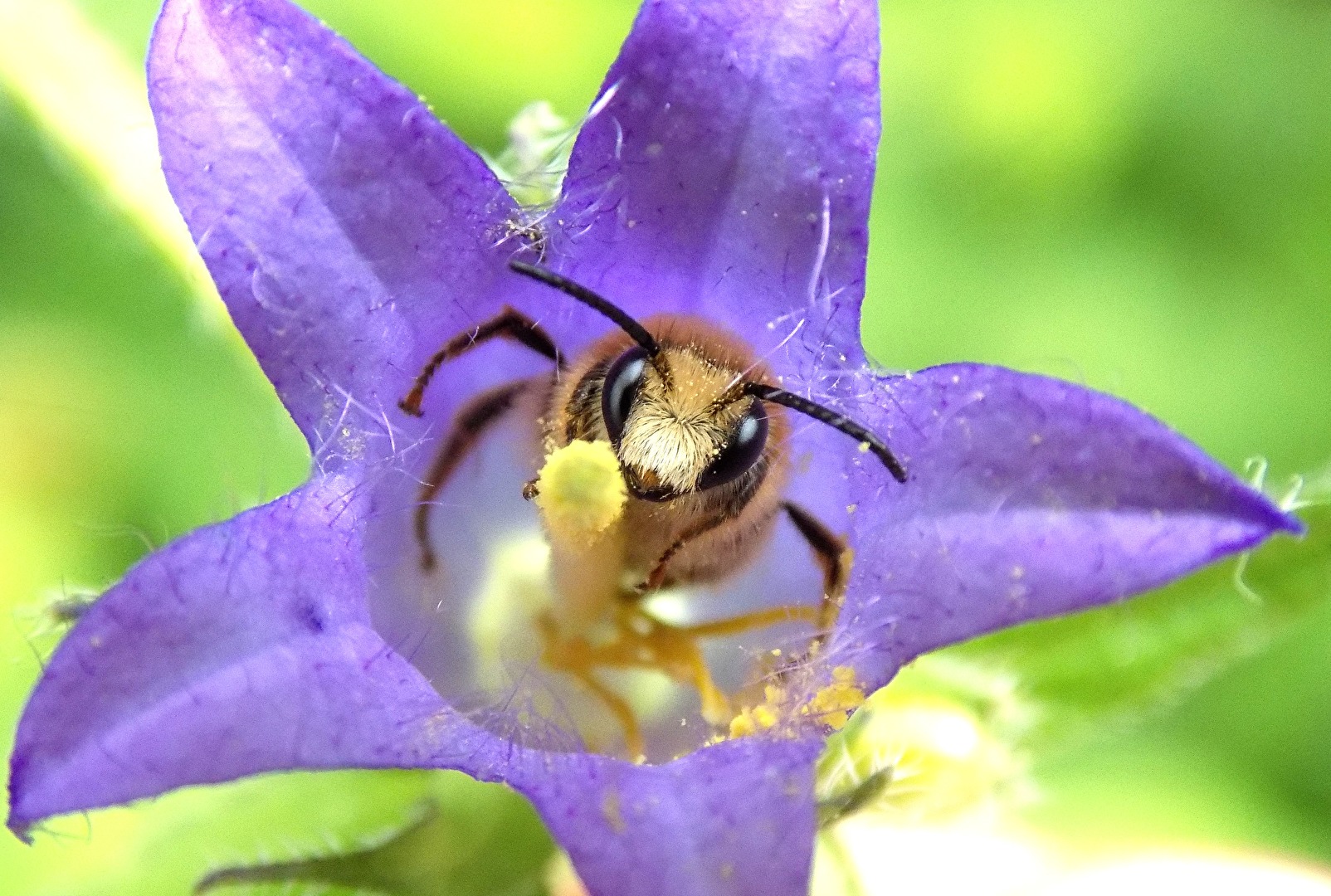 Wildbiene in der Glockenblume