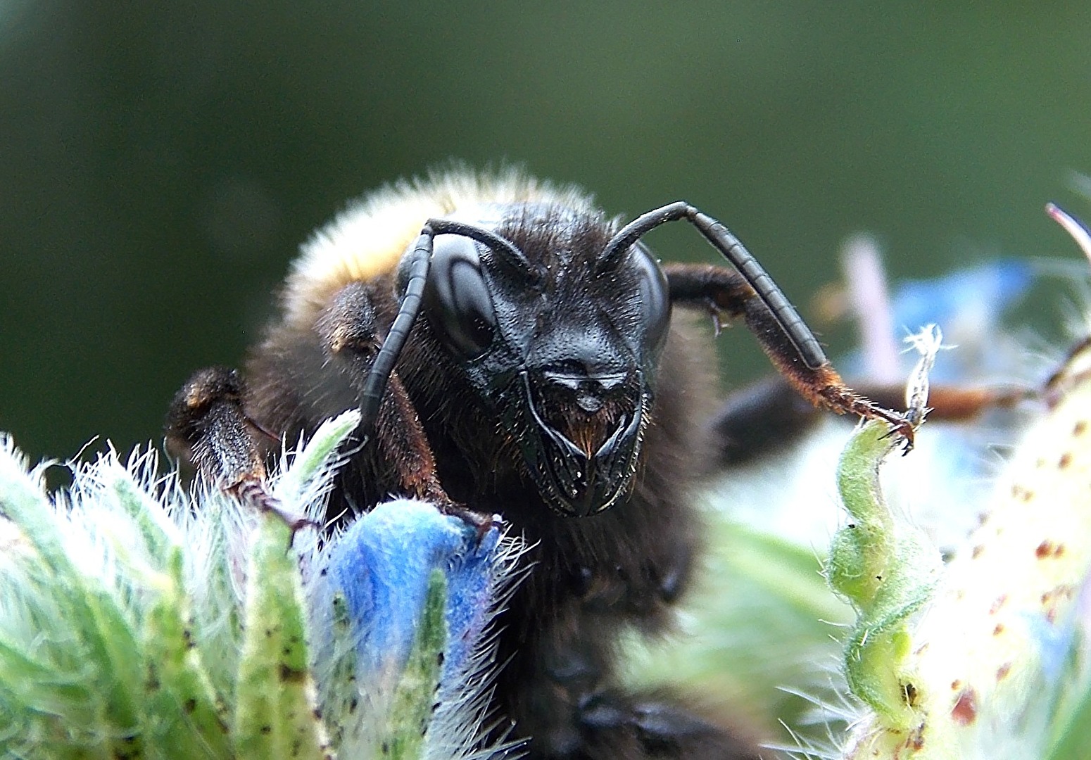 nicht erschrecken, ich bins,... Hummelchen