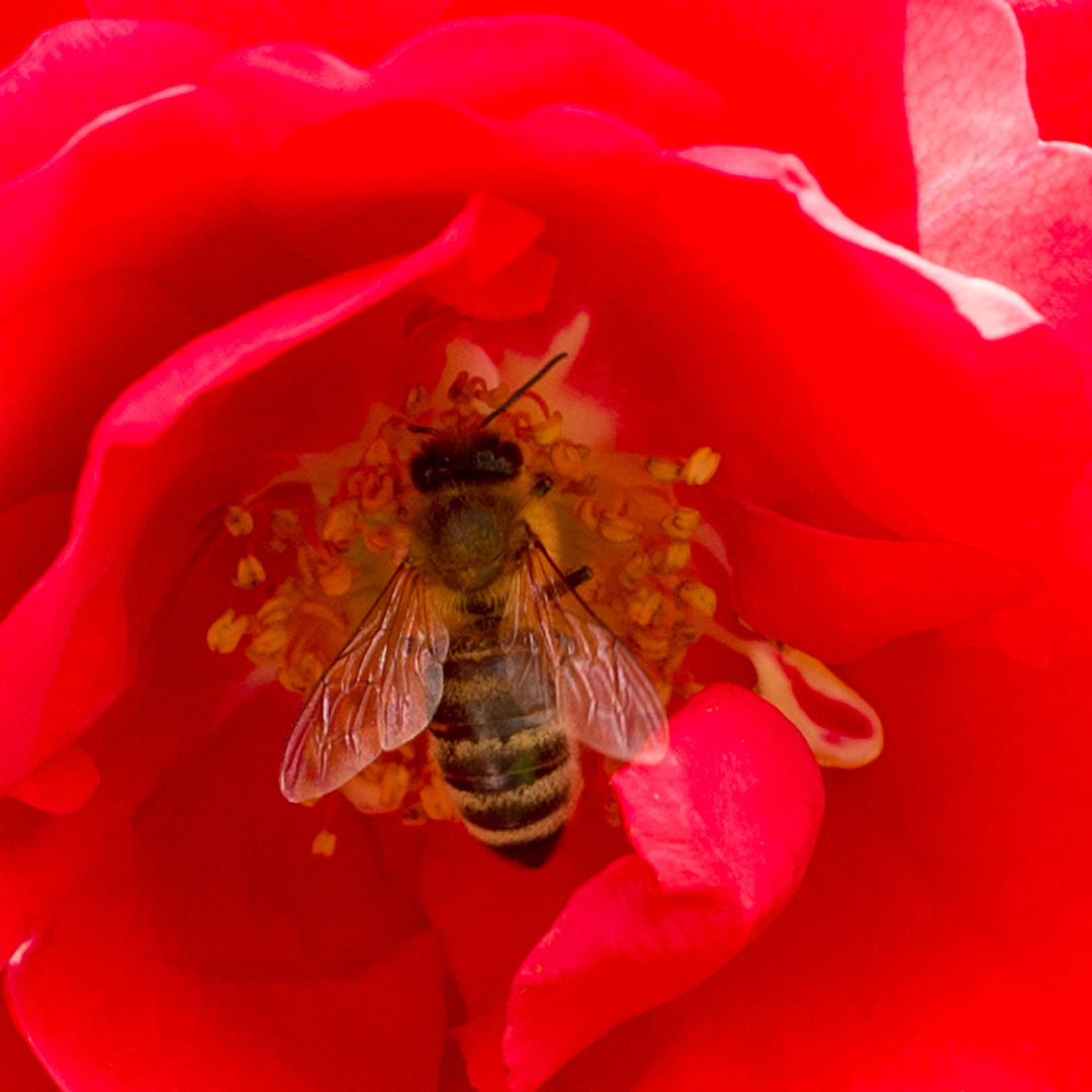 Bienen, Wespen, Hummeln