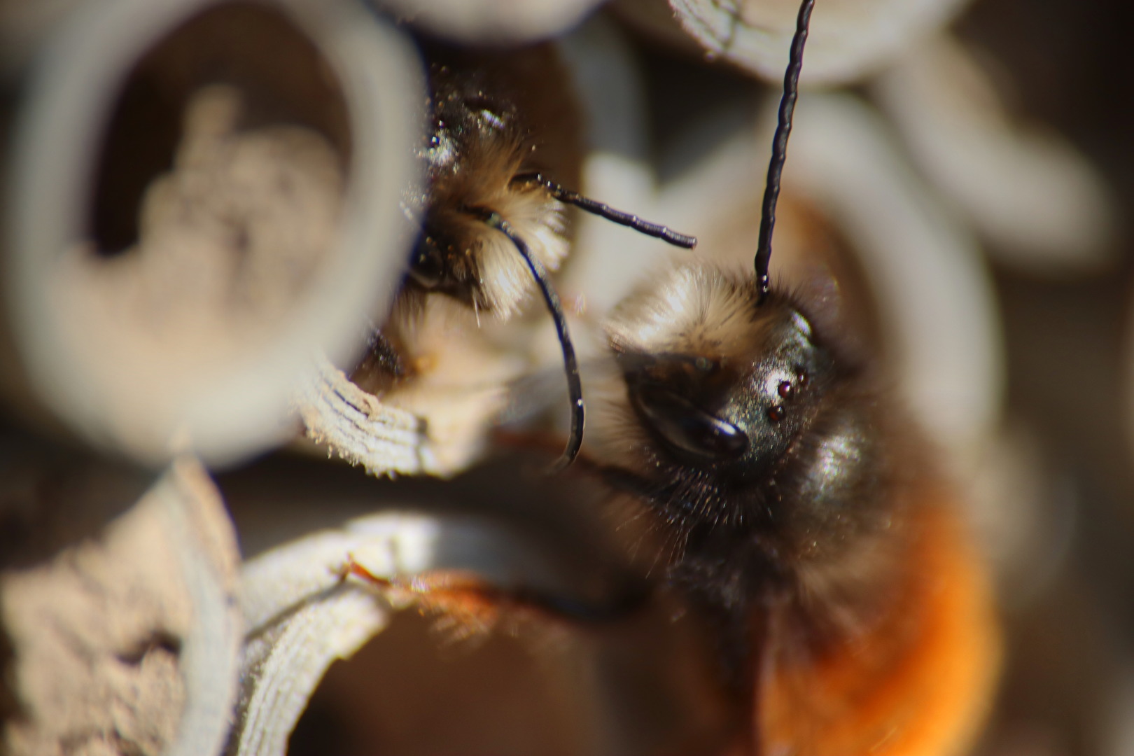 Bienen, Wespen, Hummeln
