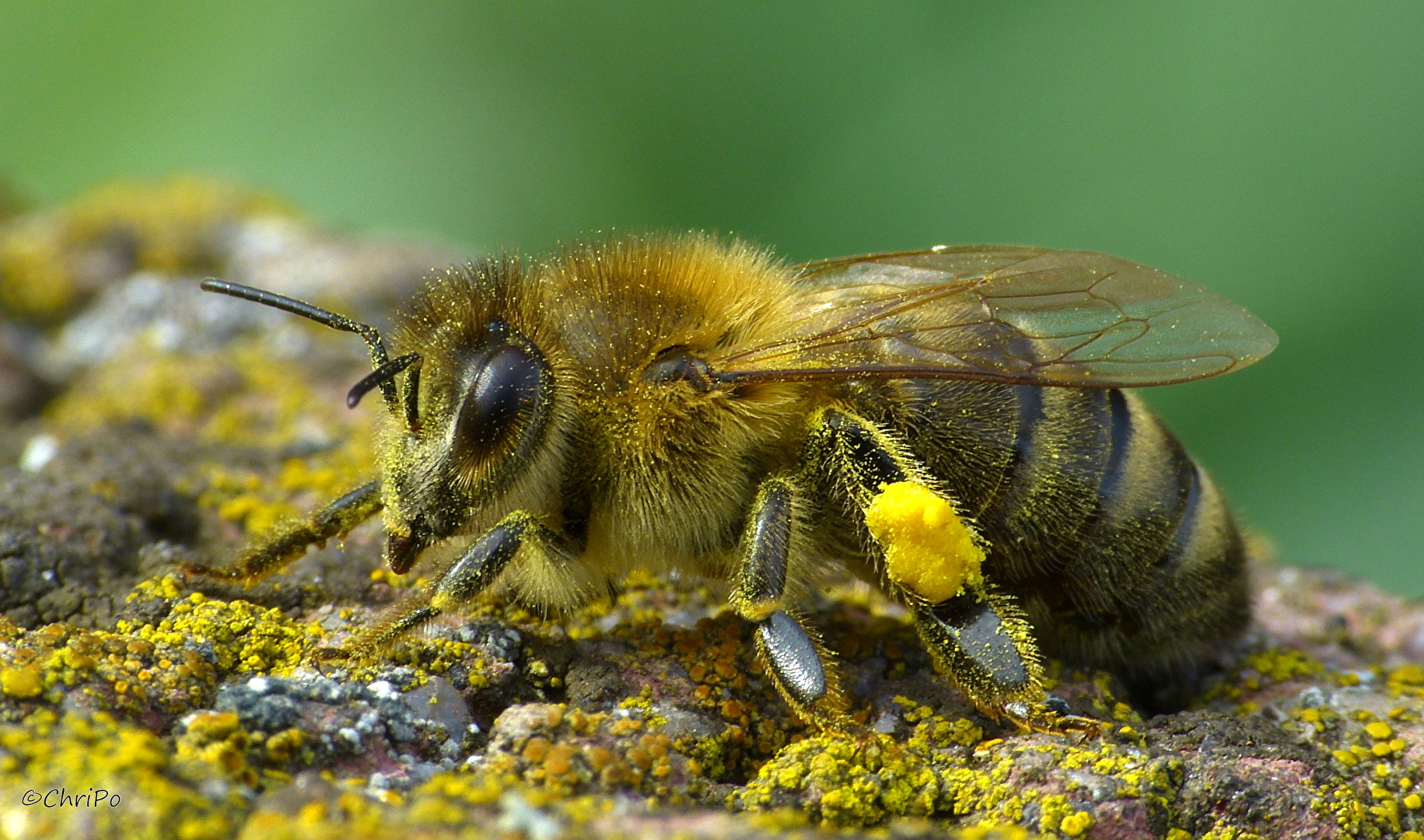 Bienen, Wespen, Hummeln