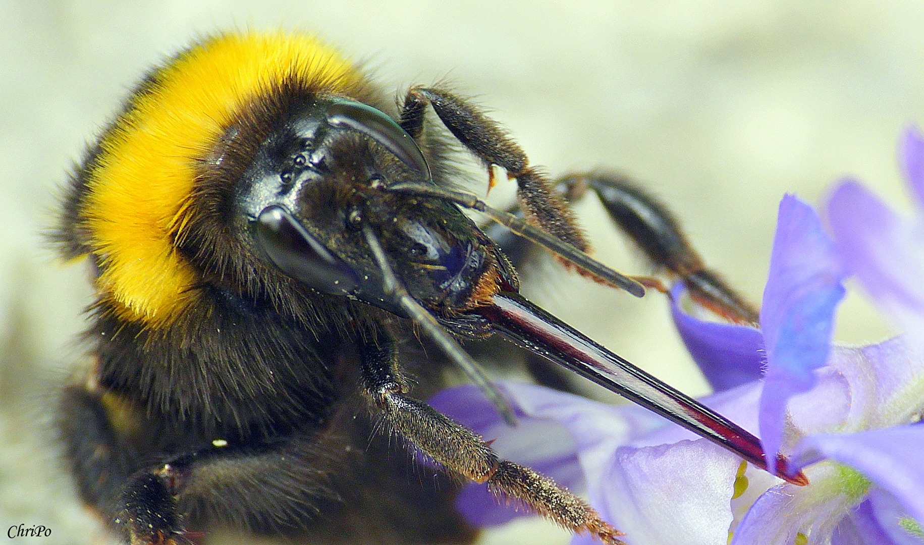 Bienen, Wespen, Hummeln