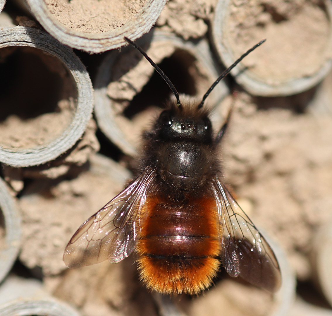 Bienen, Wespen, Hummeln