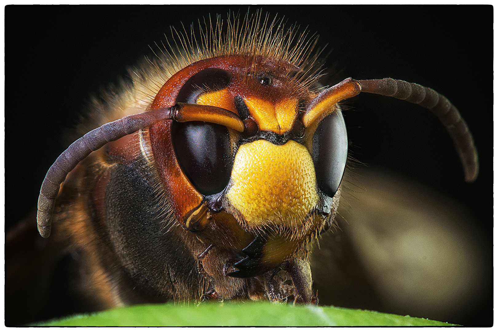 Bienen, Wespen, Hummeln