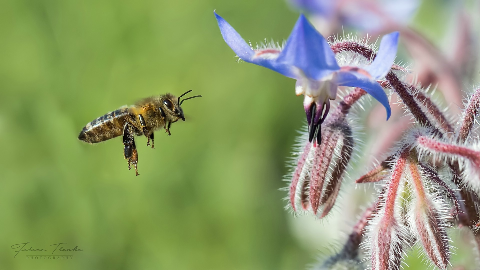 Bienchen und Blümchen