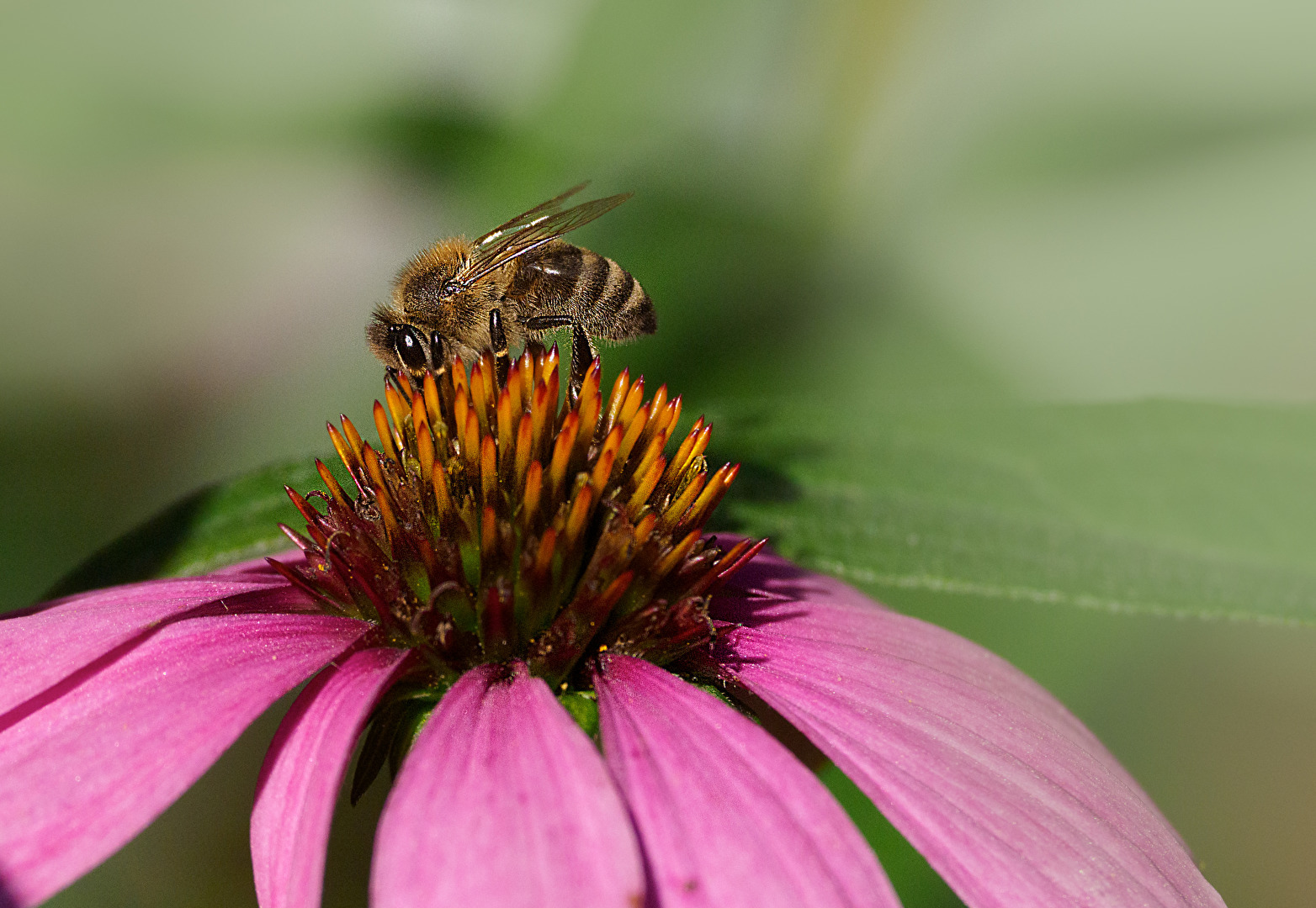 Bienen, Wespen, Hummeln