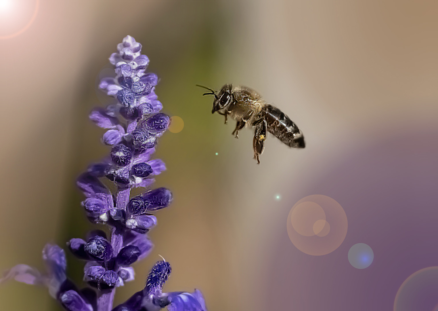 Bienen, Wespen, Hummeln