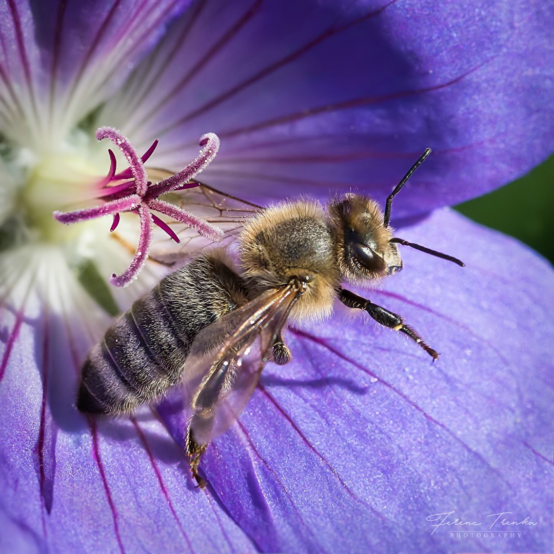 Fleißiges Bienchen