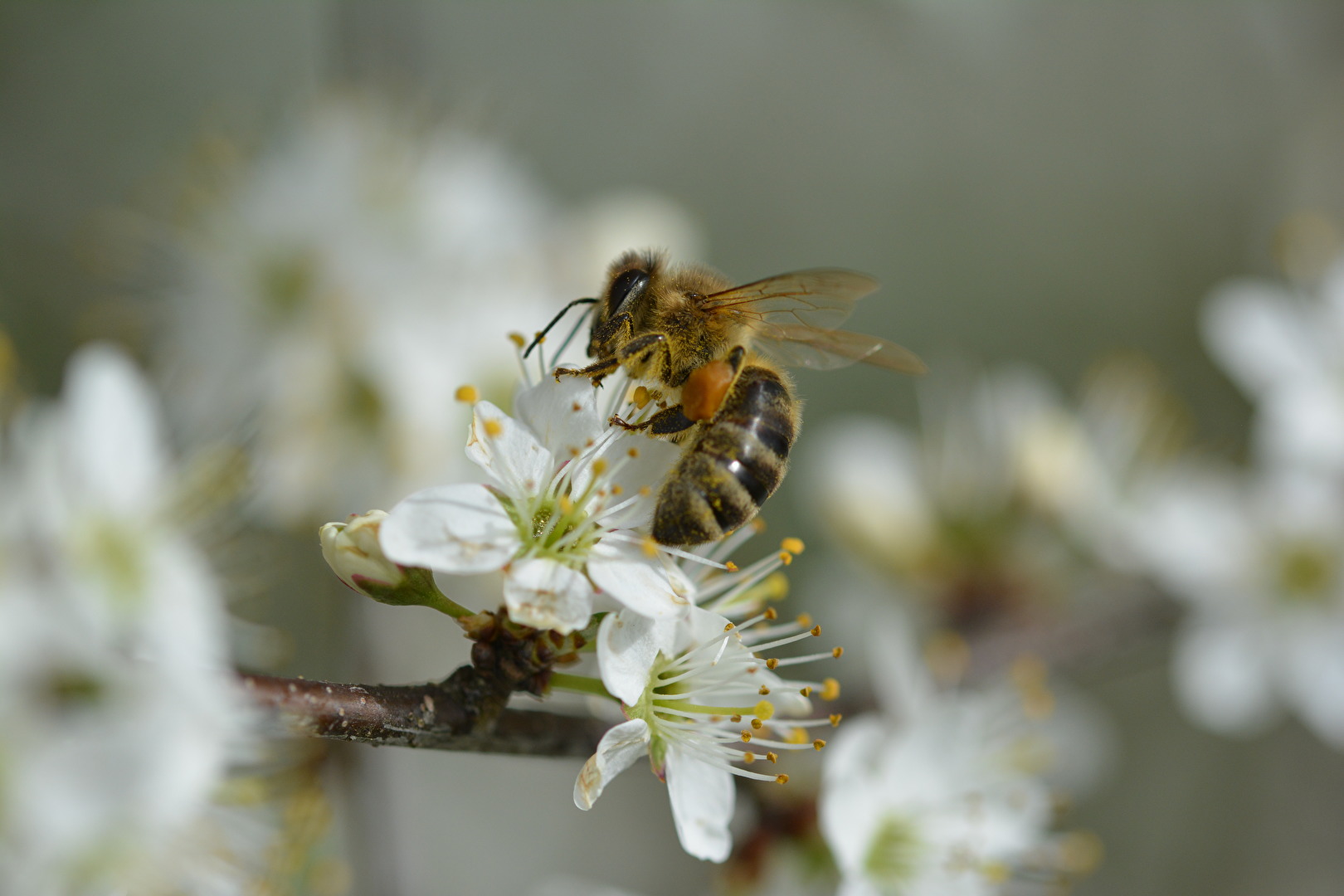 Biene in Kirschblüte