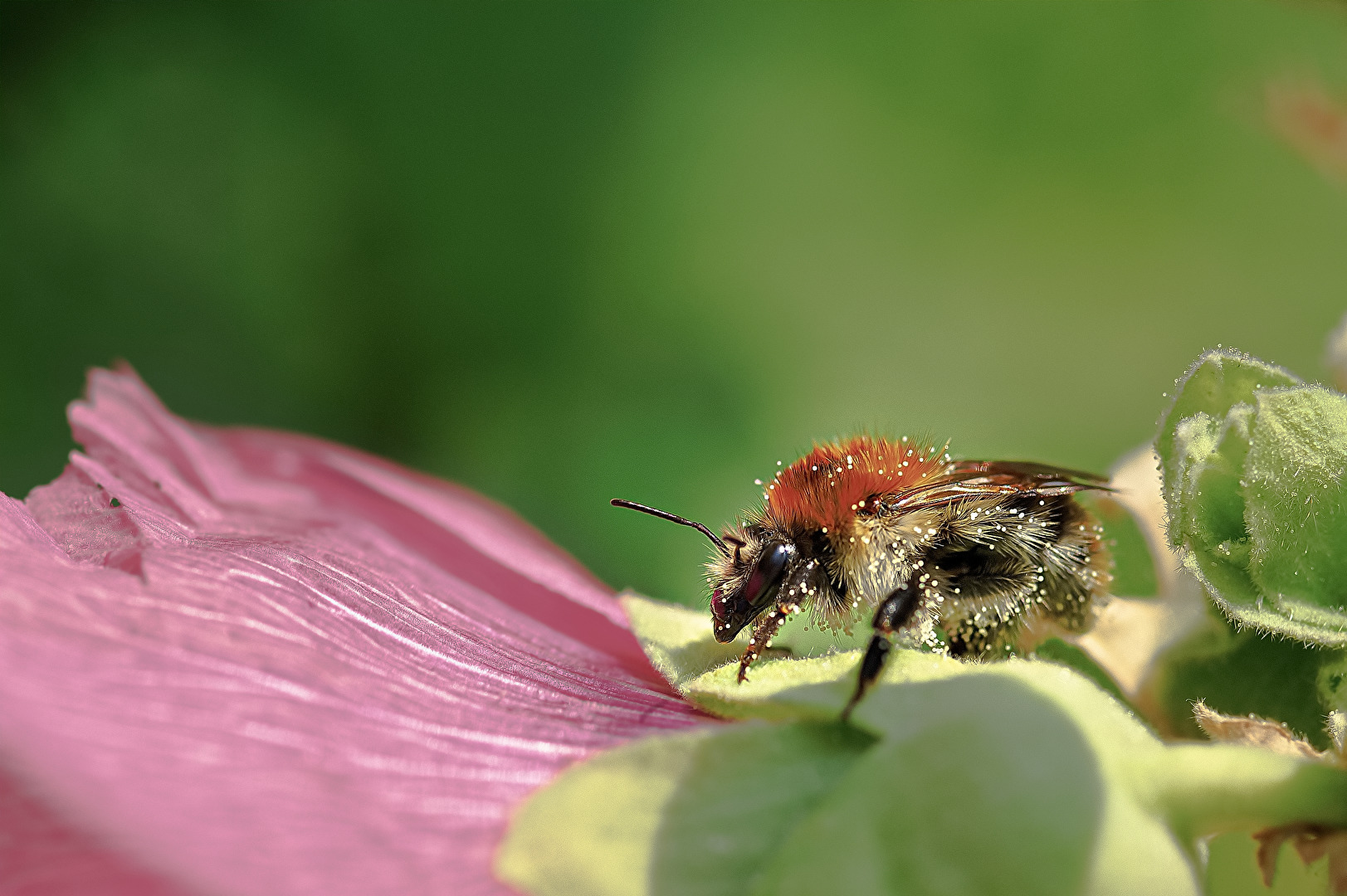 Hummel auf einer Stockrose