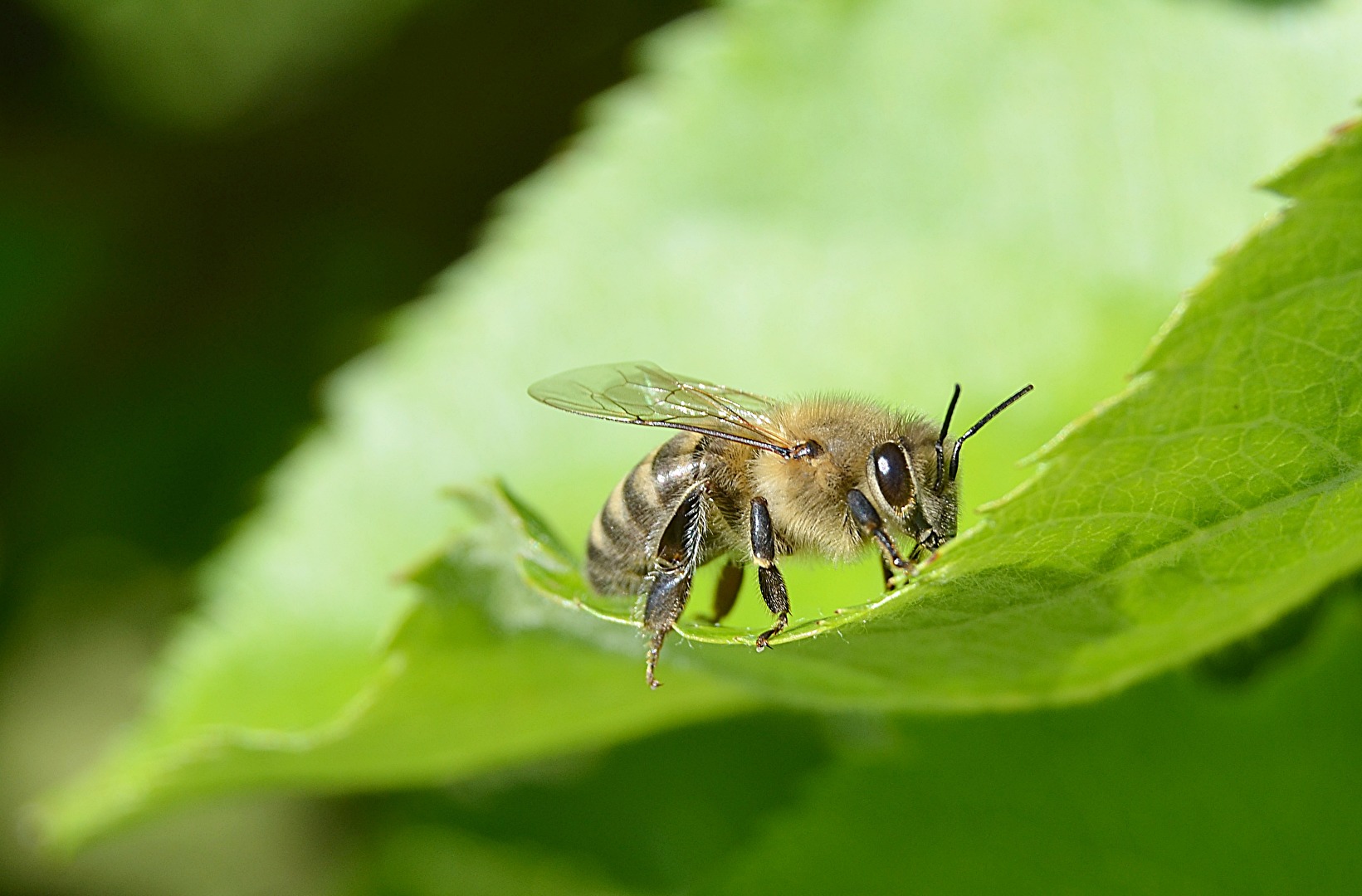 Bienchen