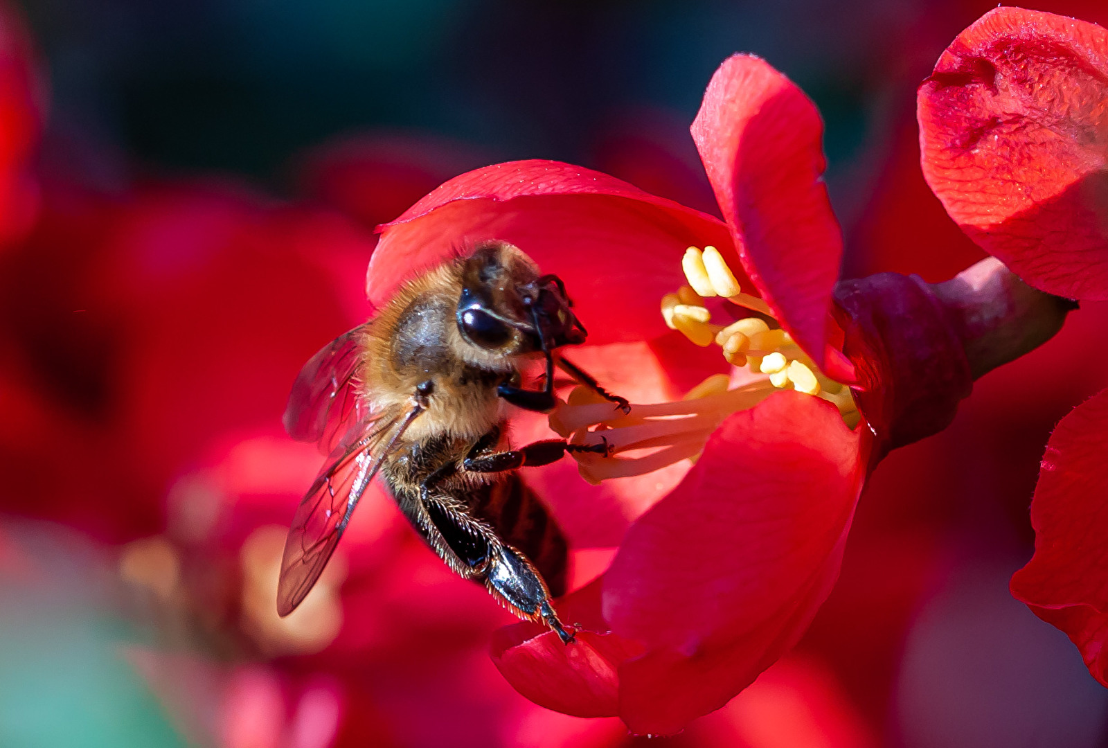 Bienen, Wespen, Hummeln