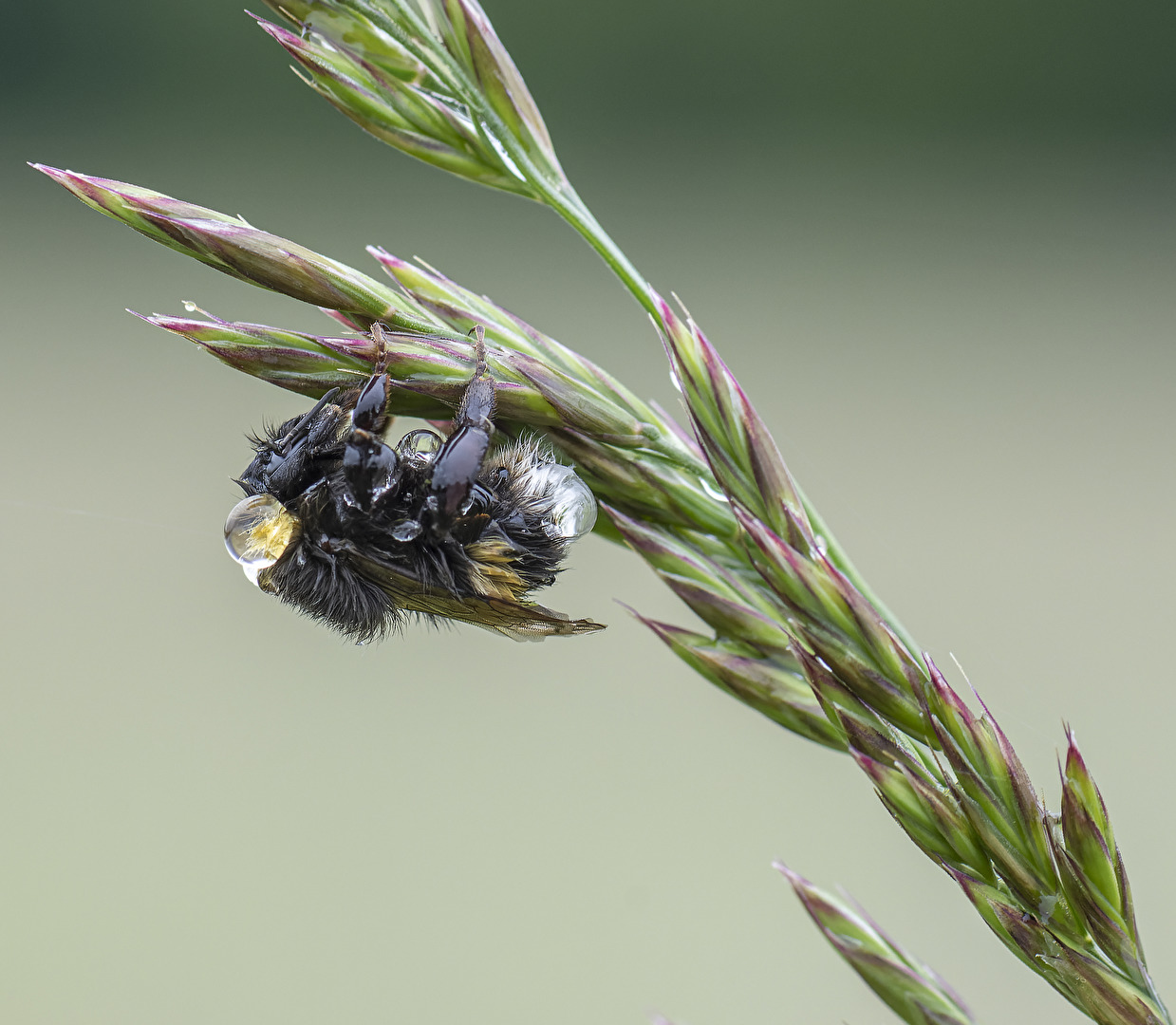 Hummel klitsch nass..