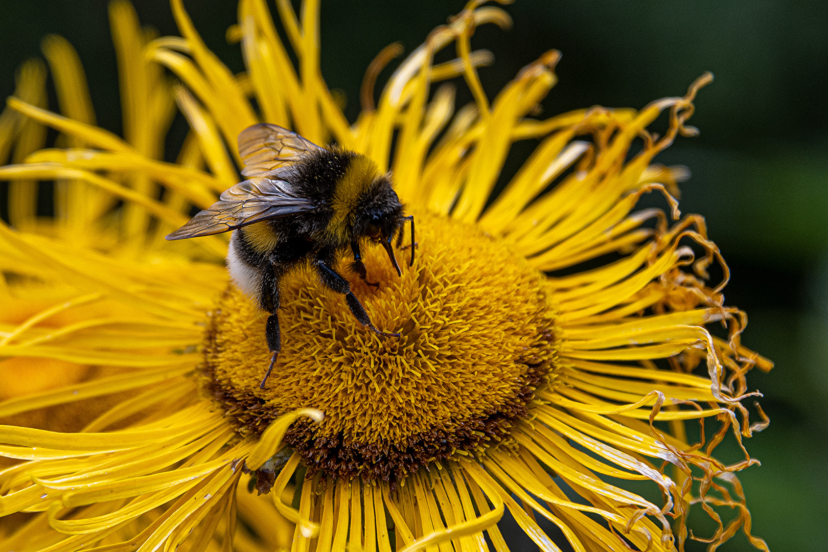 Bienen, Wespen, Hummeln