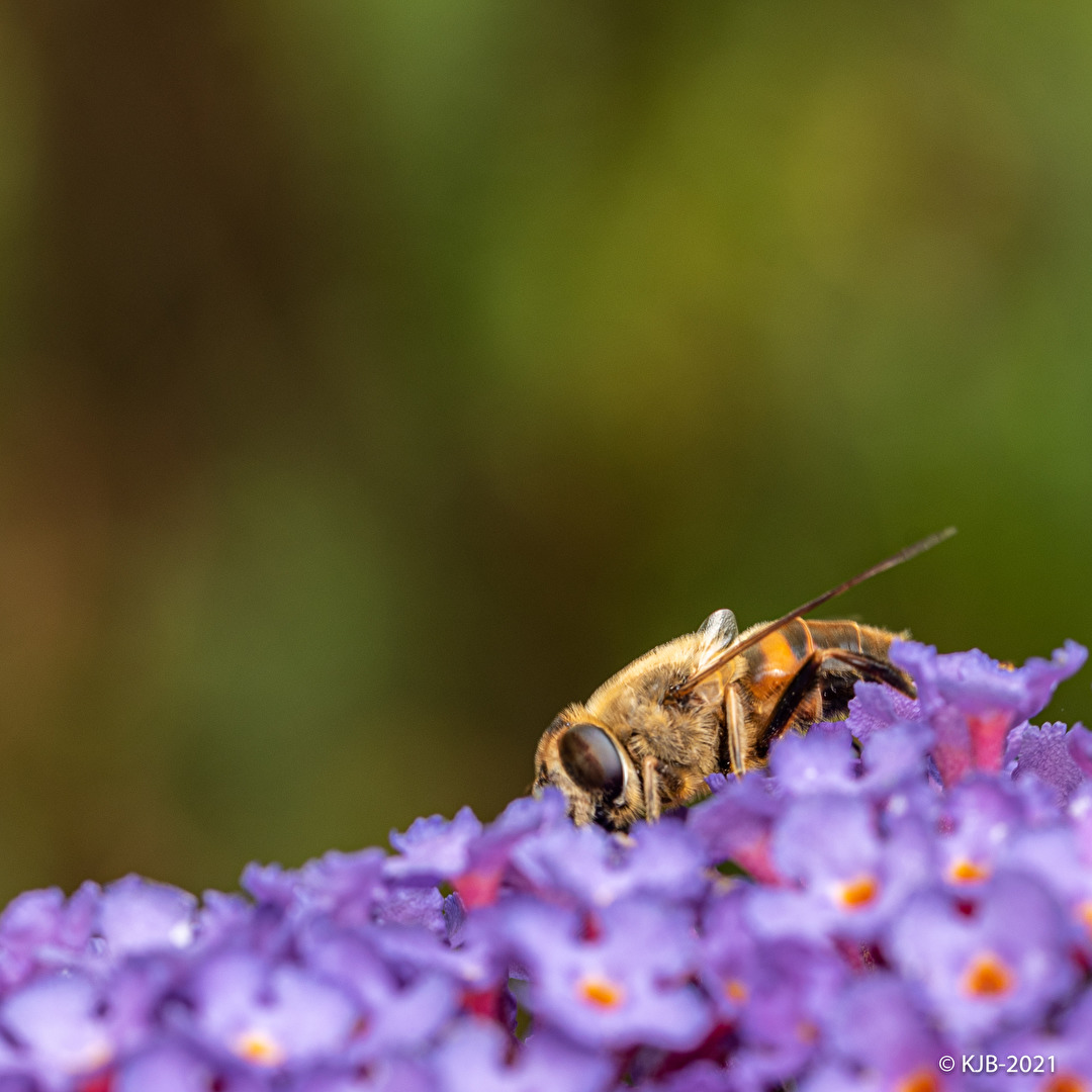 Bienen, Wespen, Hummeln