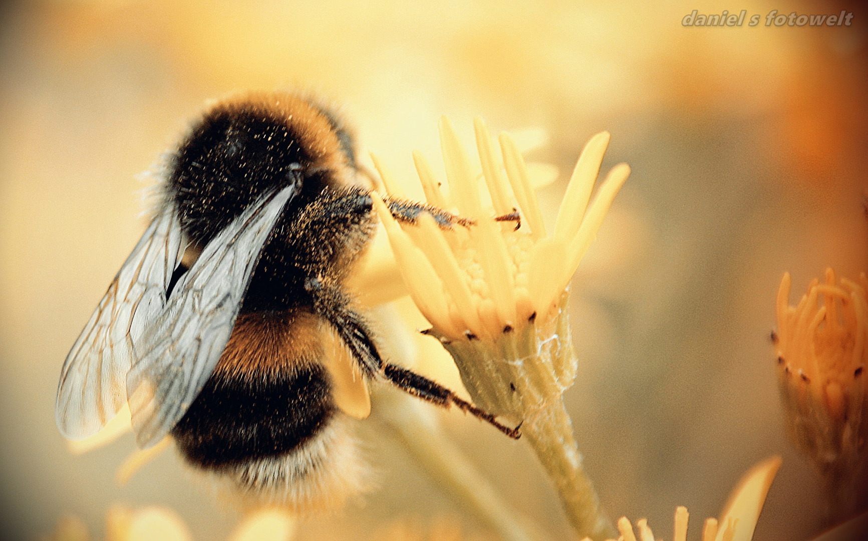 Hummel Fotografie