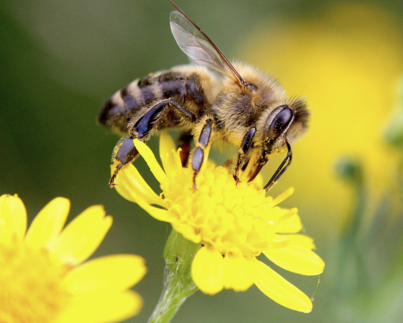 Fleißiges Bienchen