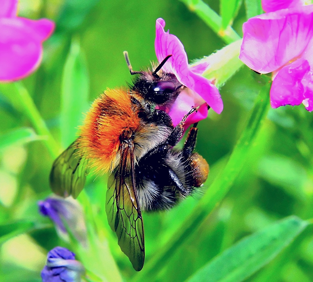 Hummel sammelt Nektar