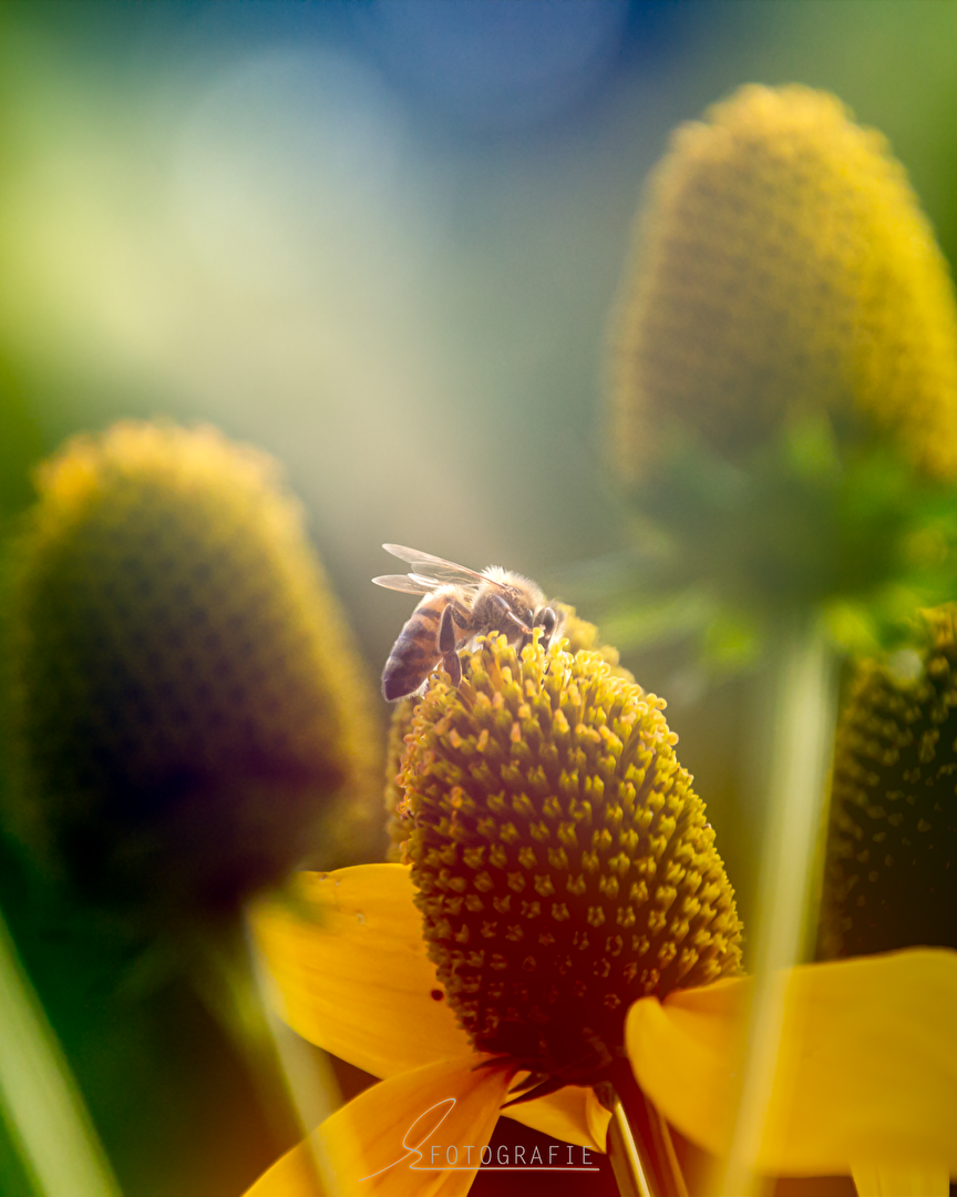 Bienen, Wespen, Hummeln