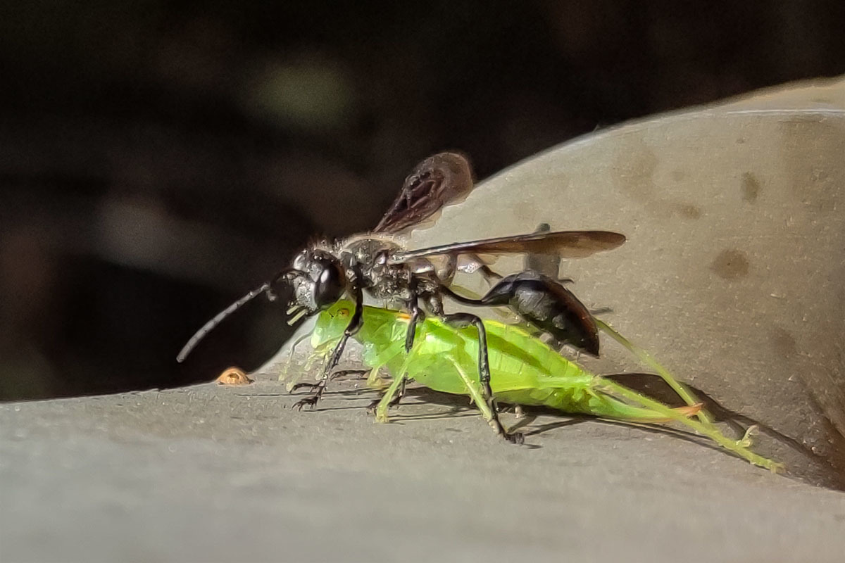Mörtelwespe mit Beute