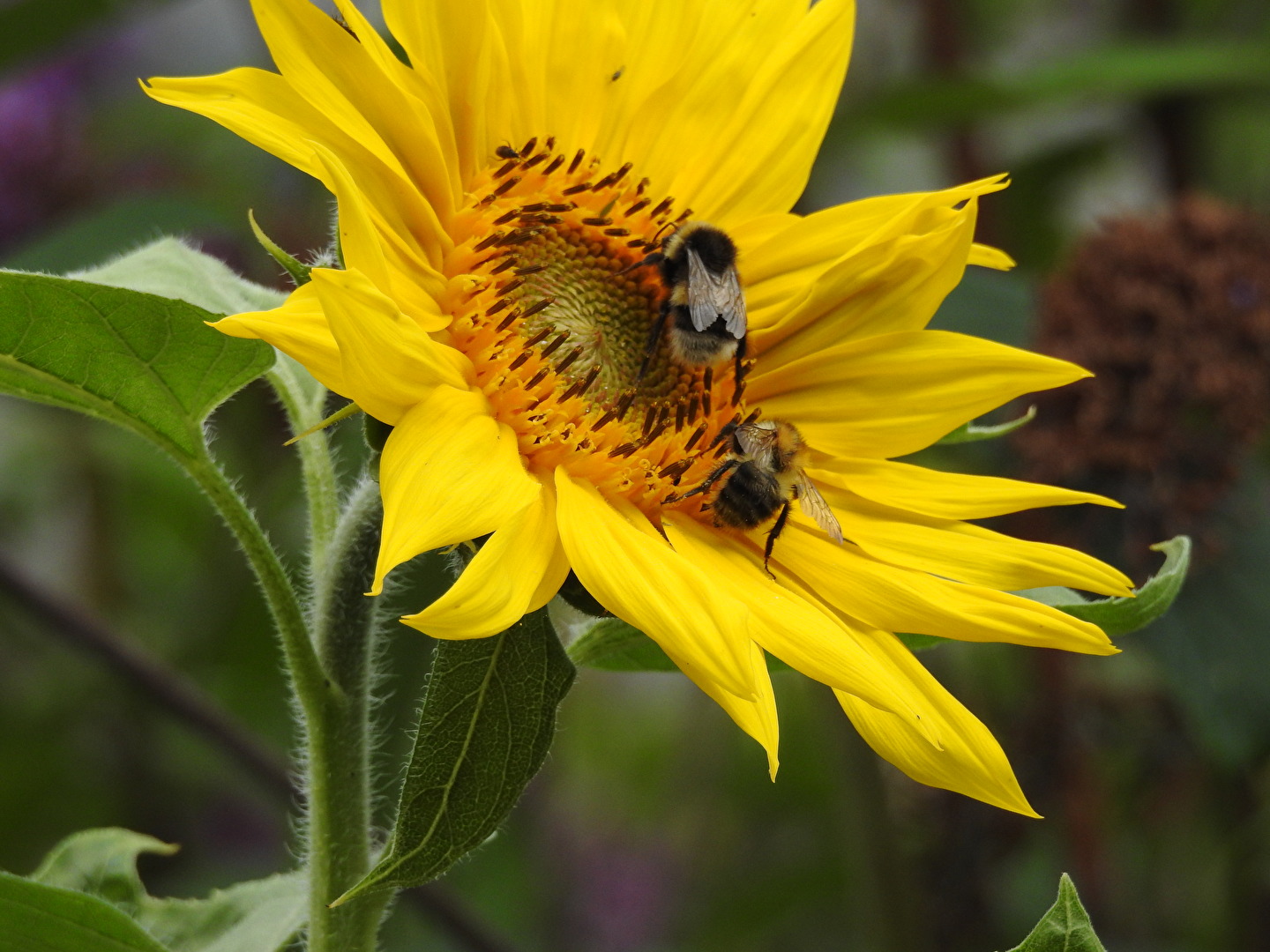 Bienen, Wespen, Hummeln