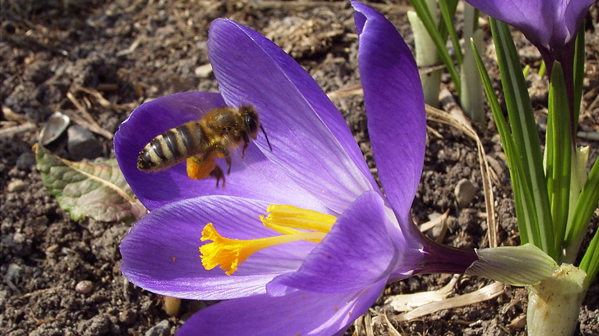 Bienen, Wespen, Hummeln