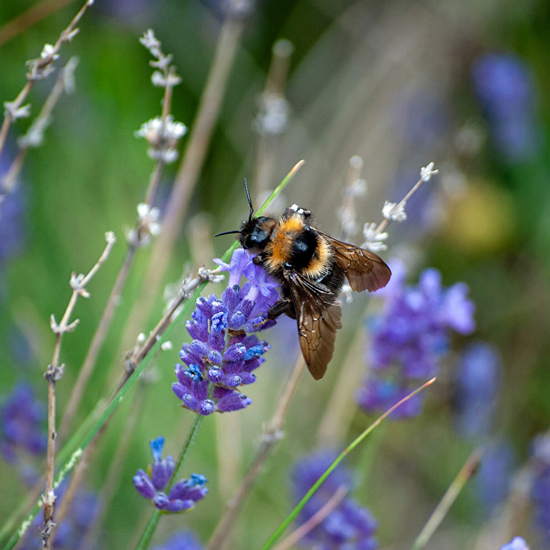 Hummel,...Hummel,...