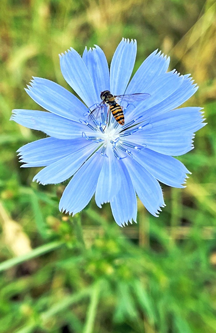 Bienen, Wespen, Hummeln