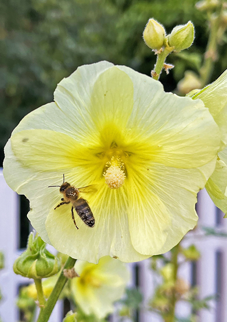 Bienen, Wespen, Hummeln