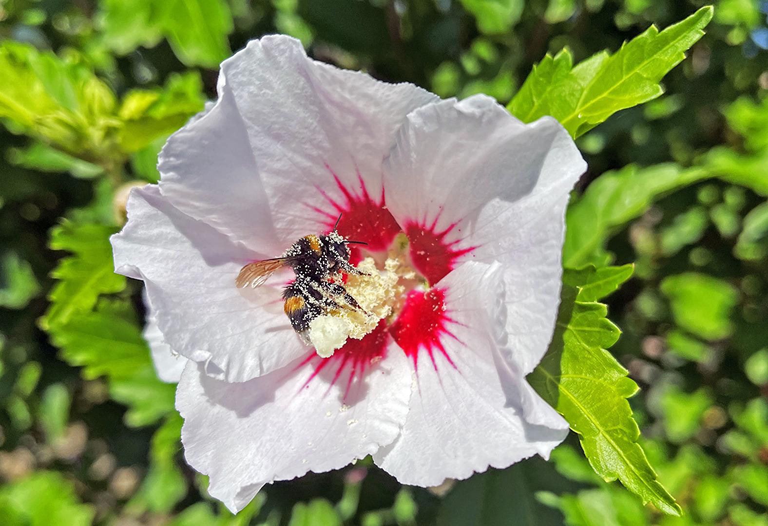 #Bienen / schwer beladen...