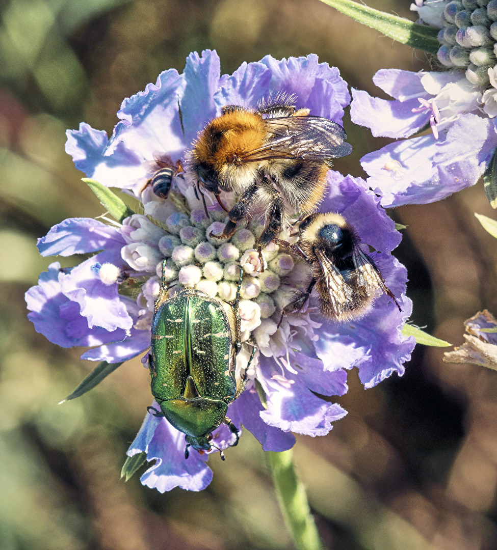 Die Nektarbar ist gut besucht