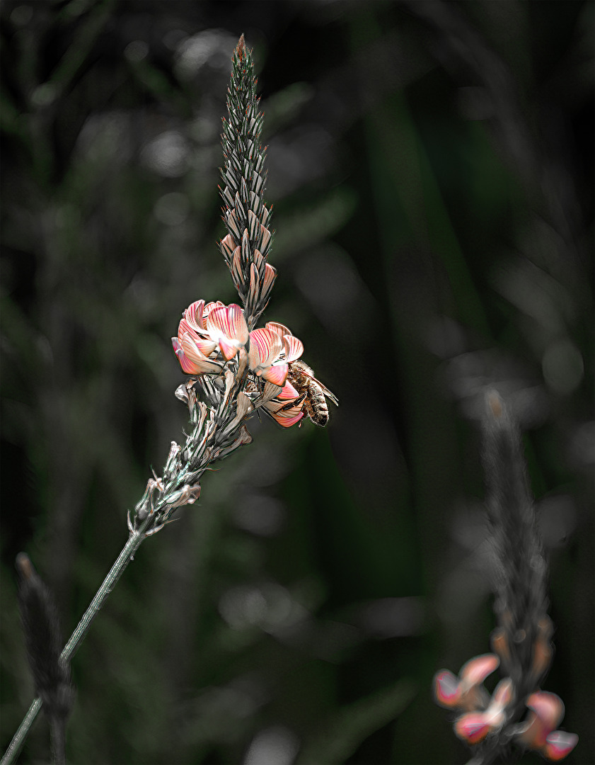 Bienen, Wespen, Hummeln