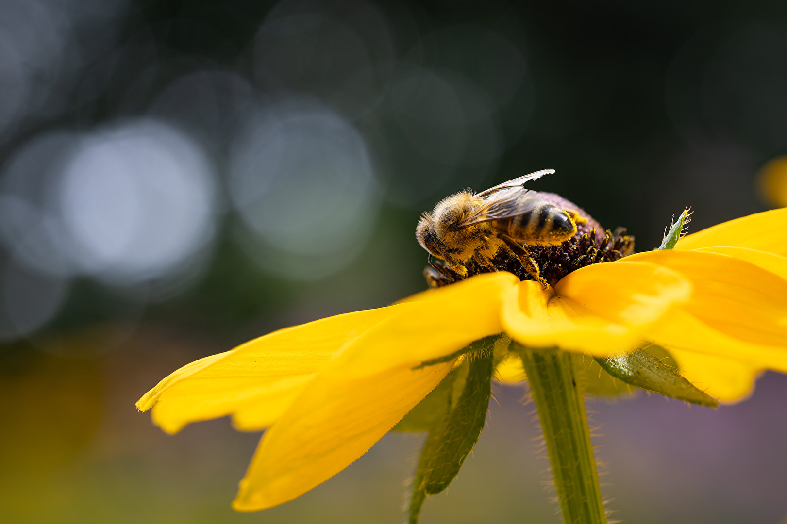 Bienen, Wespen, Hummeln