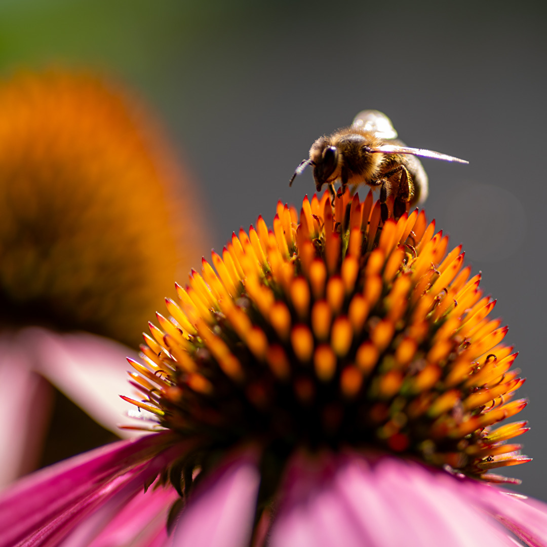 Bienen, Wespen, Hummeln