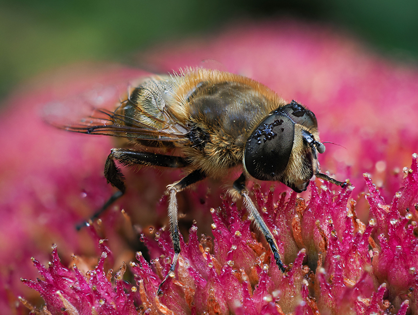 Bienen, Wespen, Hummeln