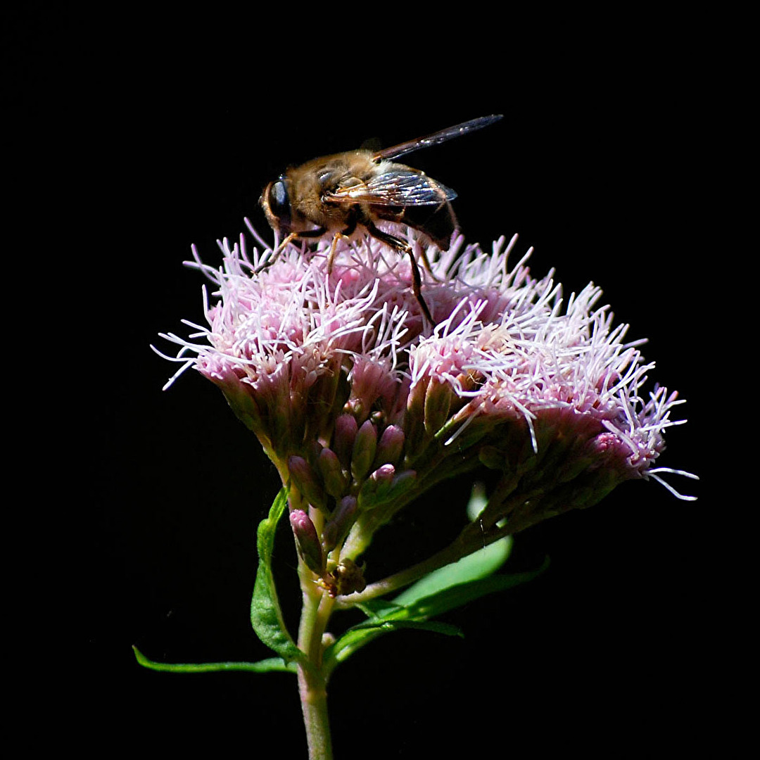 Biene auf Wasserdost...