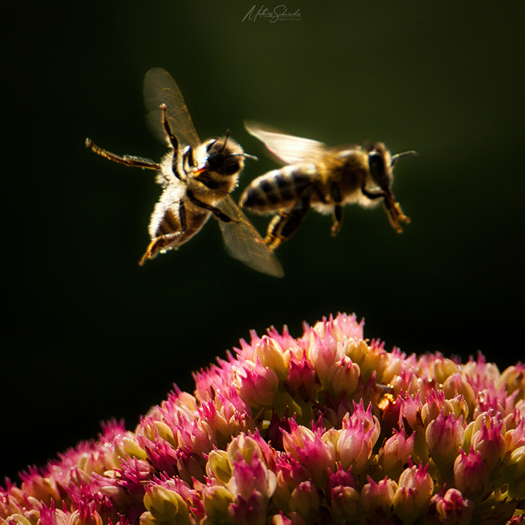 #Bienen - Kollision