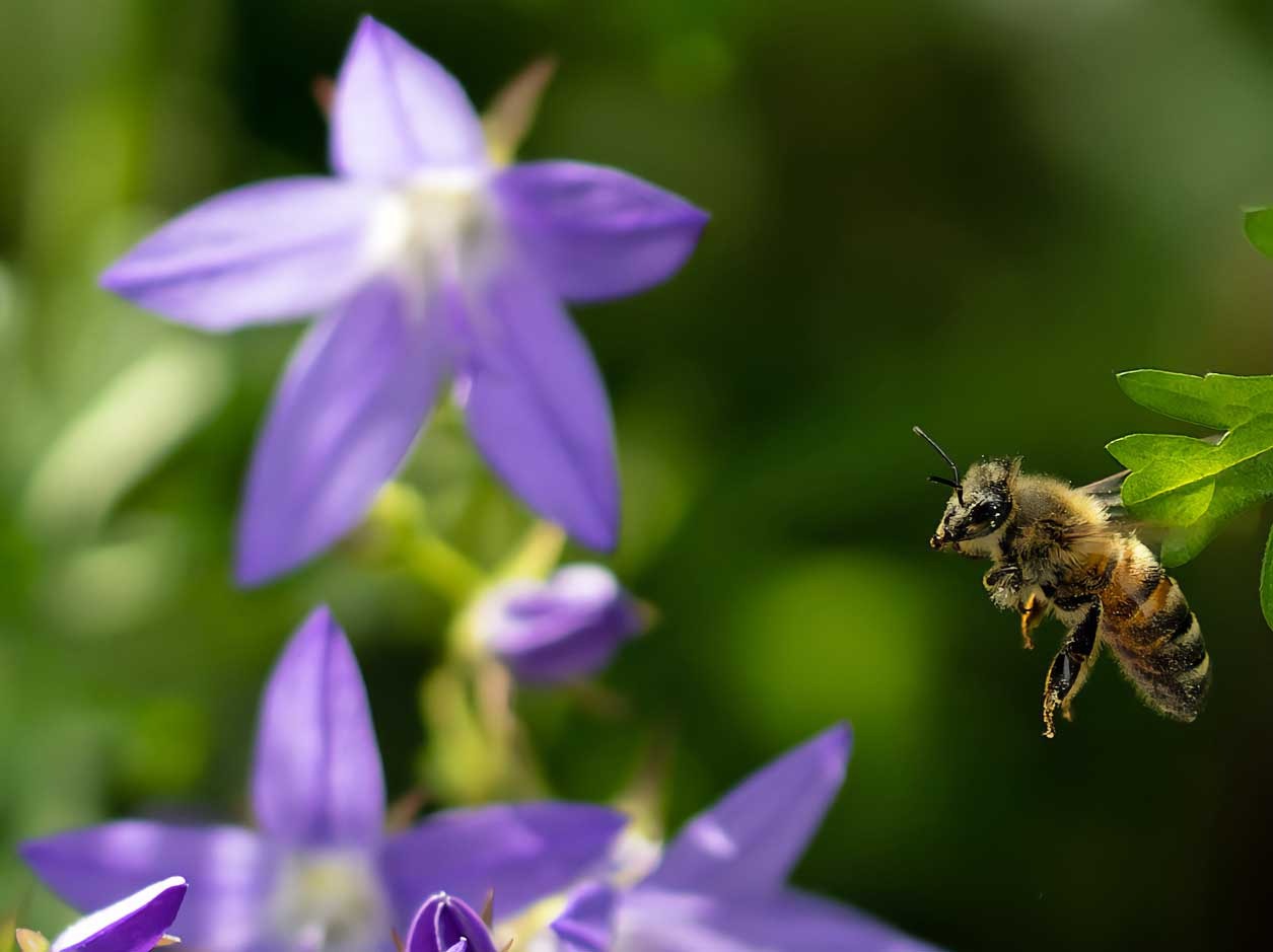 Eine Biene an einen schönen Sommertag