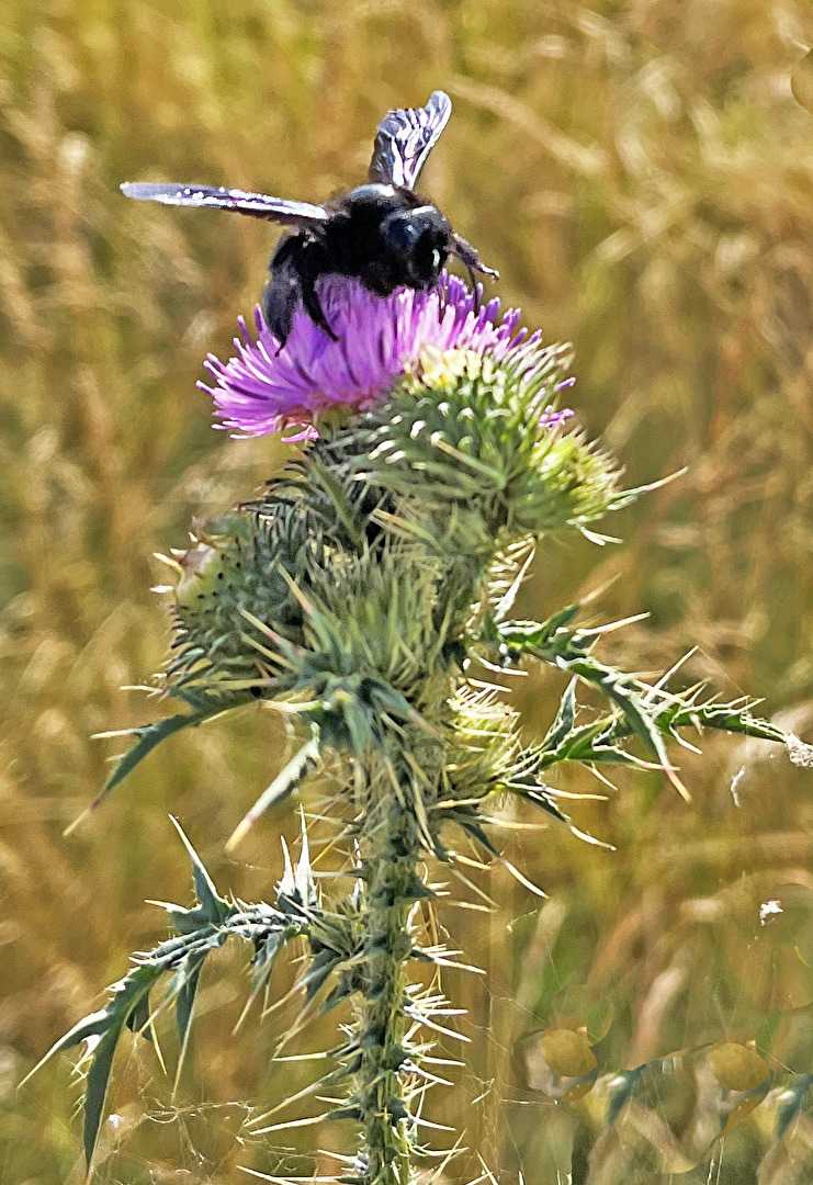 Bienen      Blaue Holzbiene