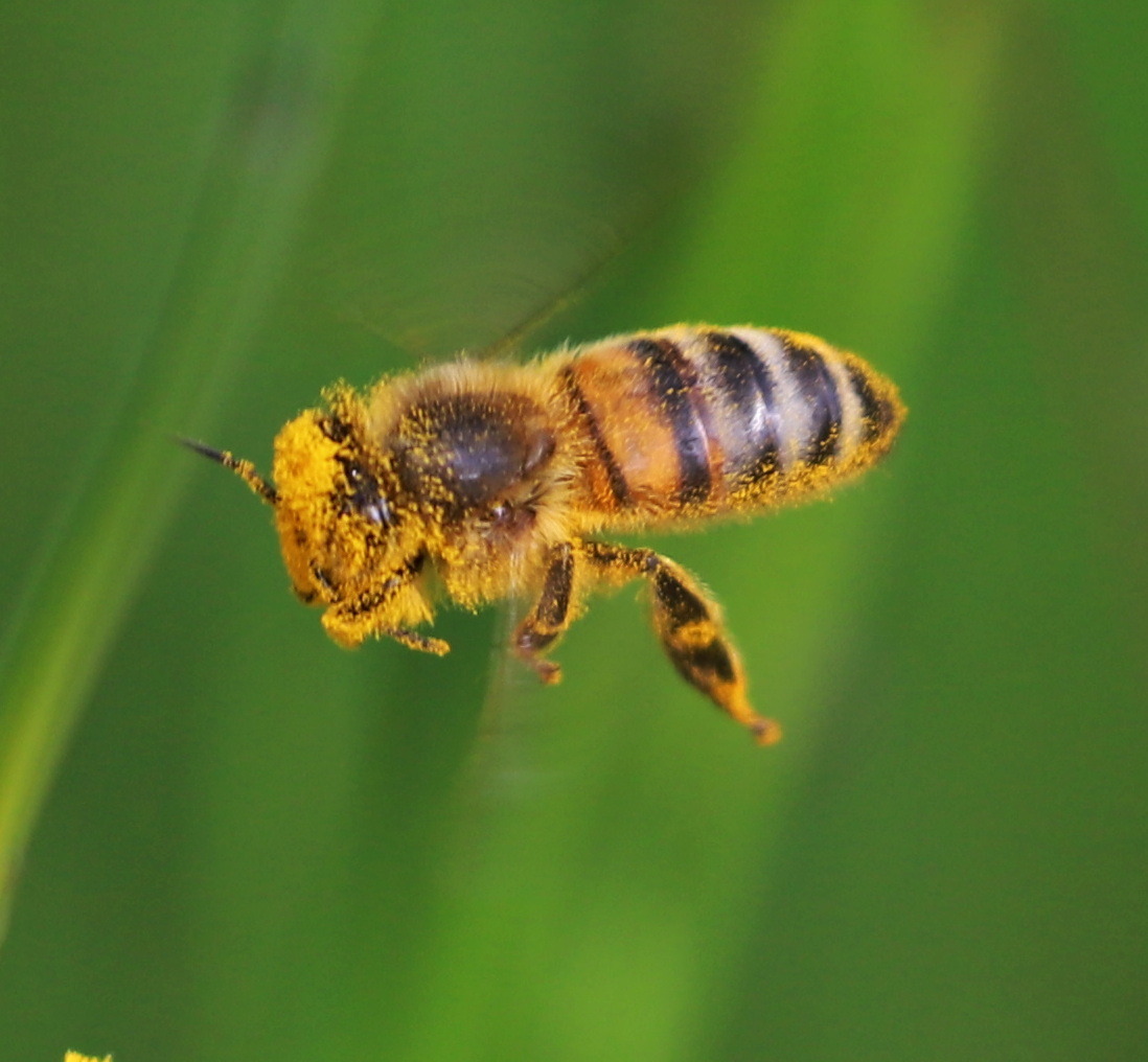 #Fliegende Insekten